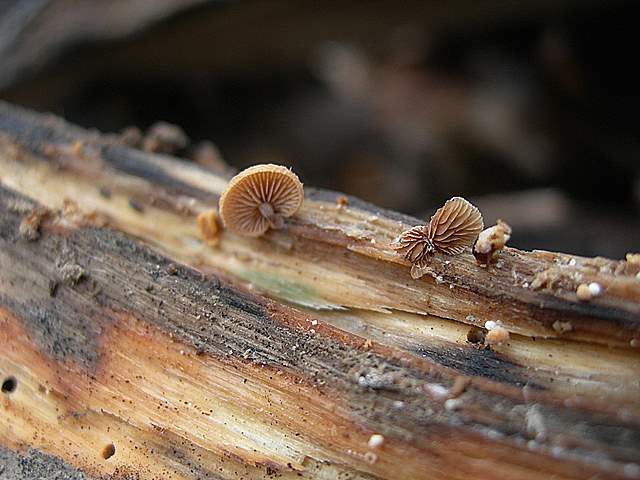 Nel  Regno  della  Jurana